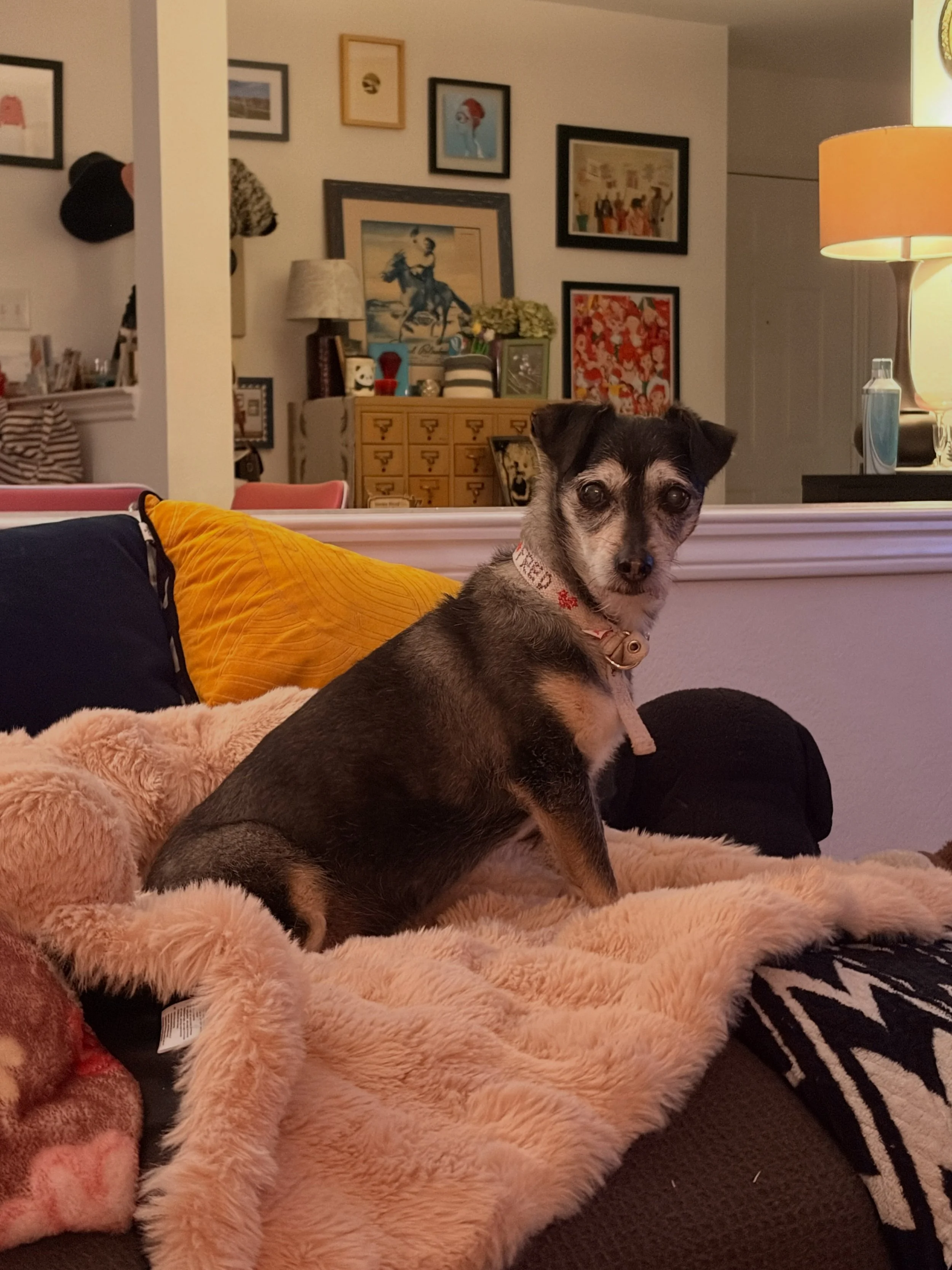 I got behind on my books! So it is time to catch up. This is the look I get from Fred every night when he wants to go to bed. I always associate with reading because while he is mainly wanting his treat, I enjoy reading in my bed. This was a good set