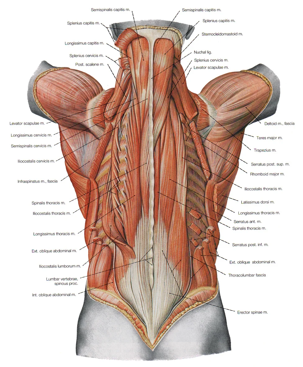A small visual of all 6 layers of back muscles together in one picture.