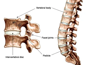 JOINTS WITHIN EACH SPINAL SEGMENT. THERE ARE 24 SPINAL SEGMENTS IN YOUR BODY.