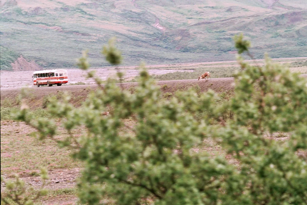 BUS_DEER_EDIT.jpg