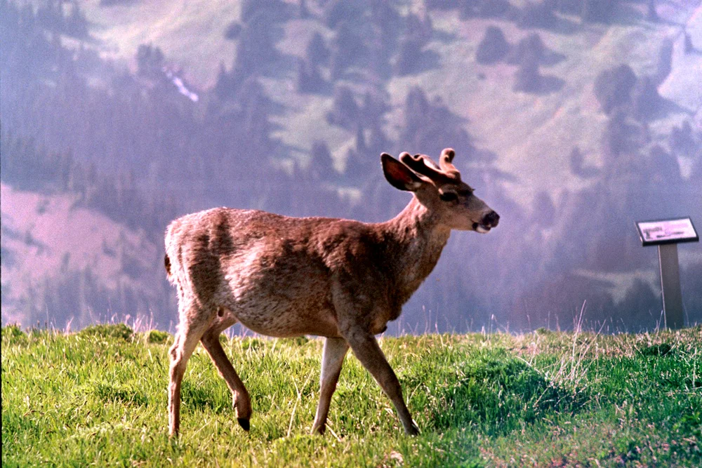 SINGLE_DEER_CU_EDIT.jpg