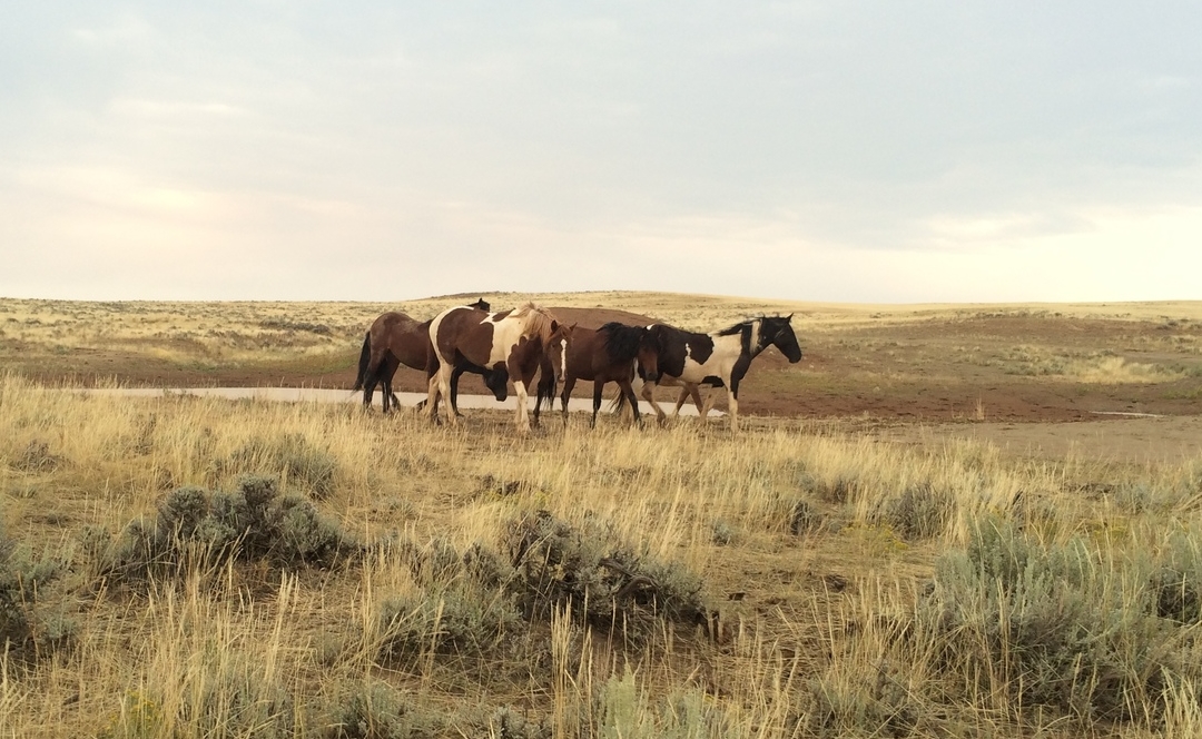 First-hand herd observation in the McCullough Peaks Herd Management Area, Powell, WY 2014.
