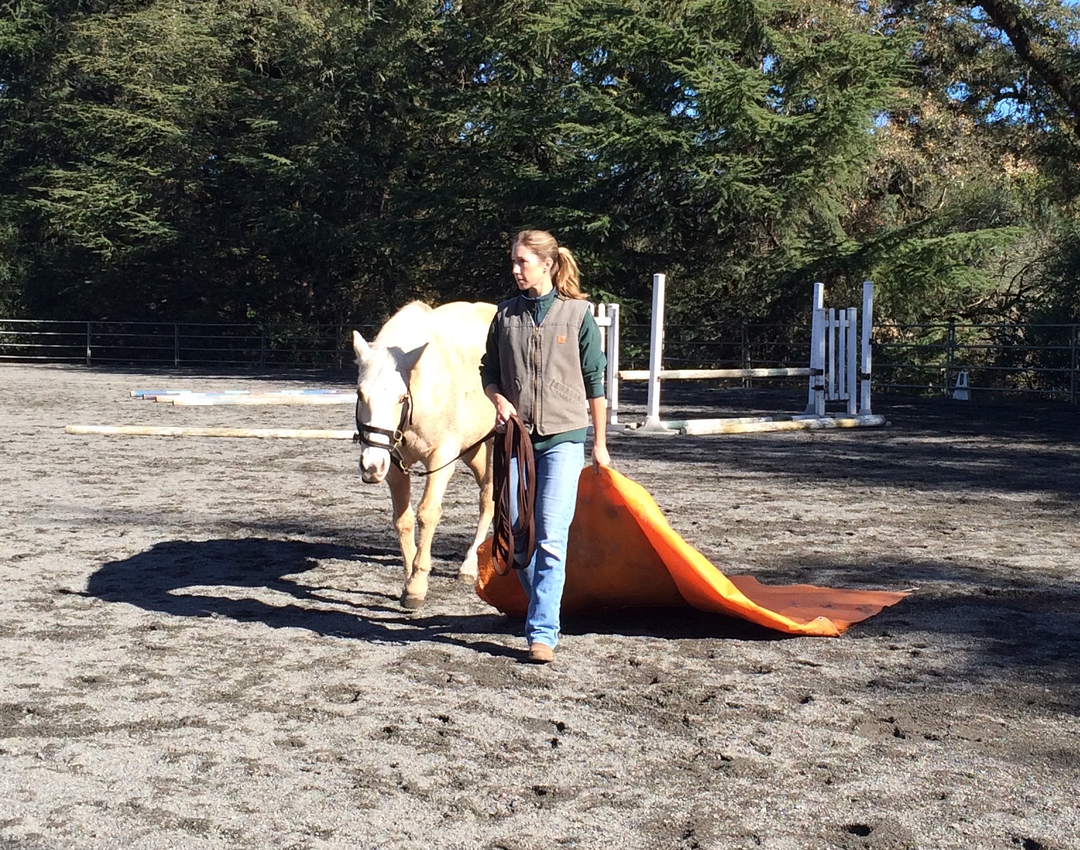 Desensitizing "Diamond" to the dragging tarp, Blue Horse Rescue 2015.