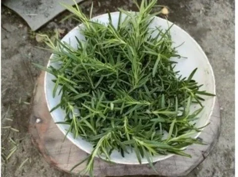 Rosemary scalp treatment for hair growth and improved circulation at the root