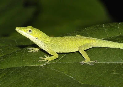 Yellow-and-green-Anole.jpg