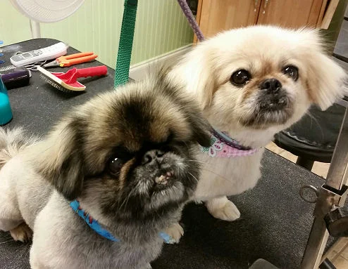Every Dog Deserves a day of beauty!