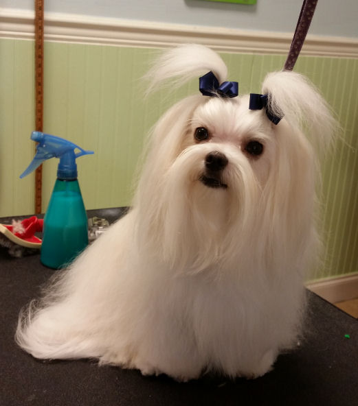 Charlie - Maltese