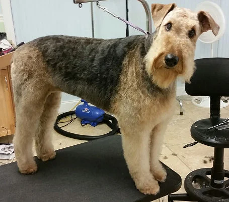 Charlie - Airedale