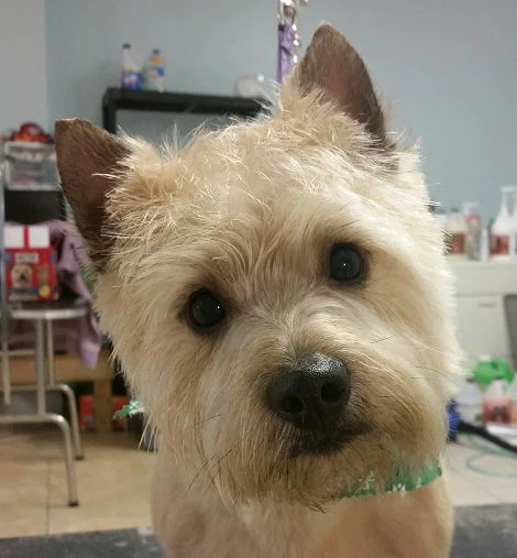 Hashbrown - carin Terrier
