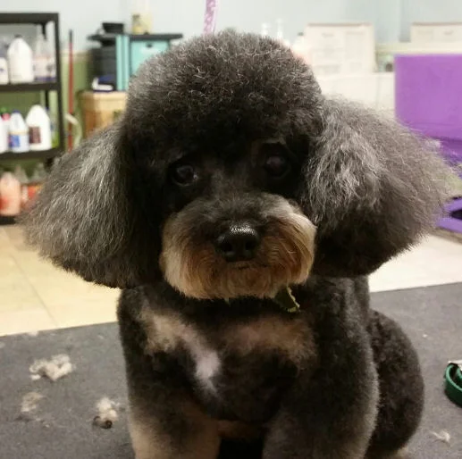 Sadie - Toy Poodle