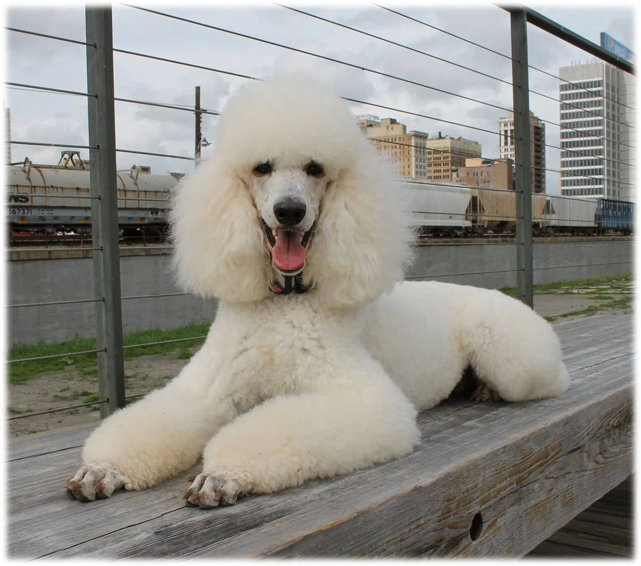 Sadie of Steel City puppies