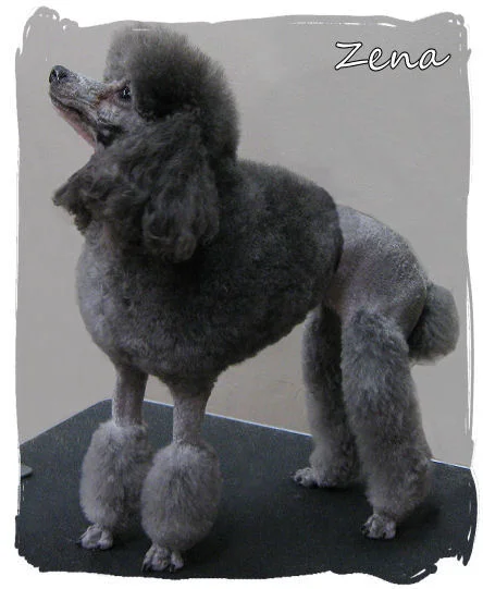 Zena