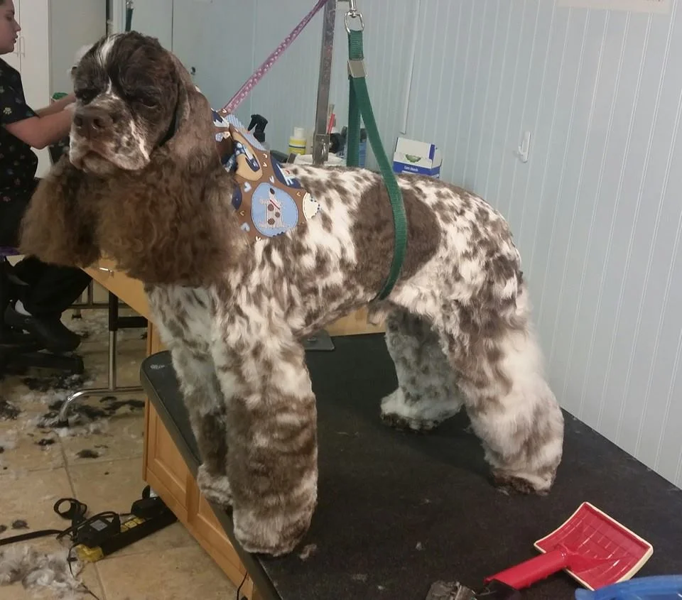 Peanut - american cocker spaniel