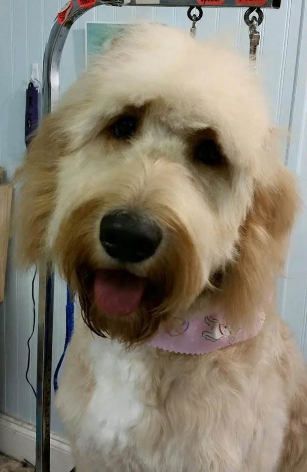 'c'harleigh - Golden doodle