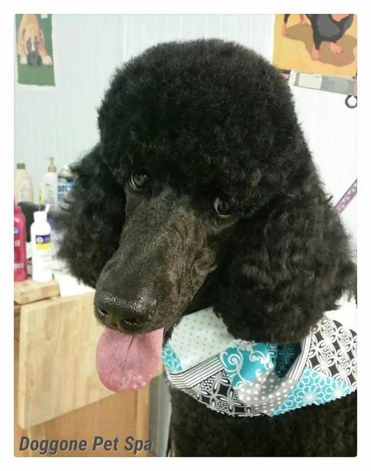 Prince - standard poodle