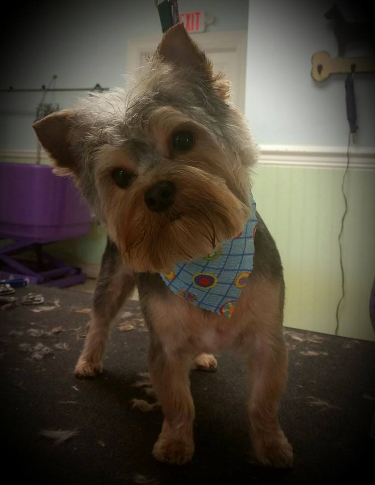 chris - yorkie