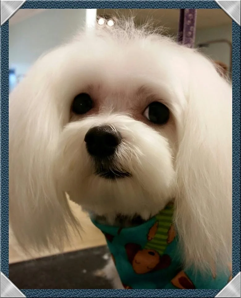 brooks - maltese