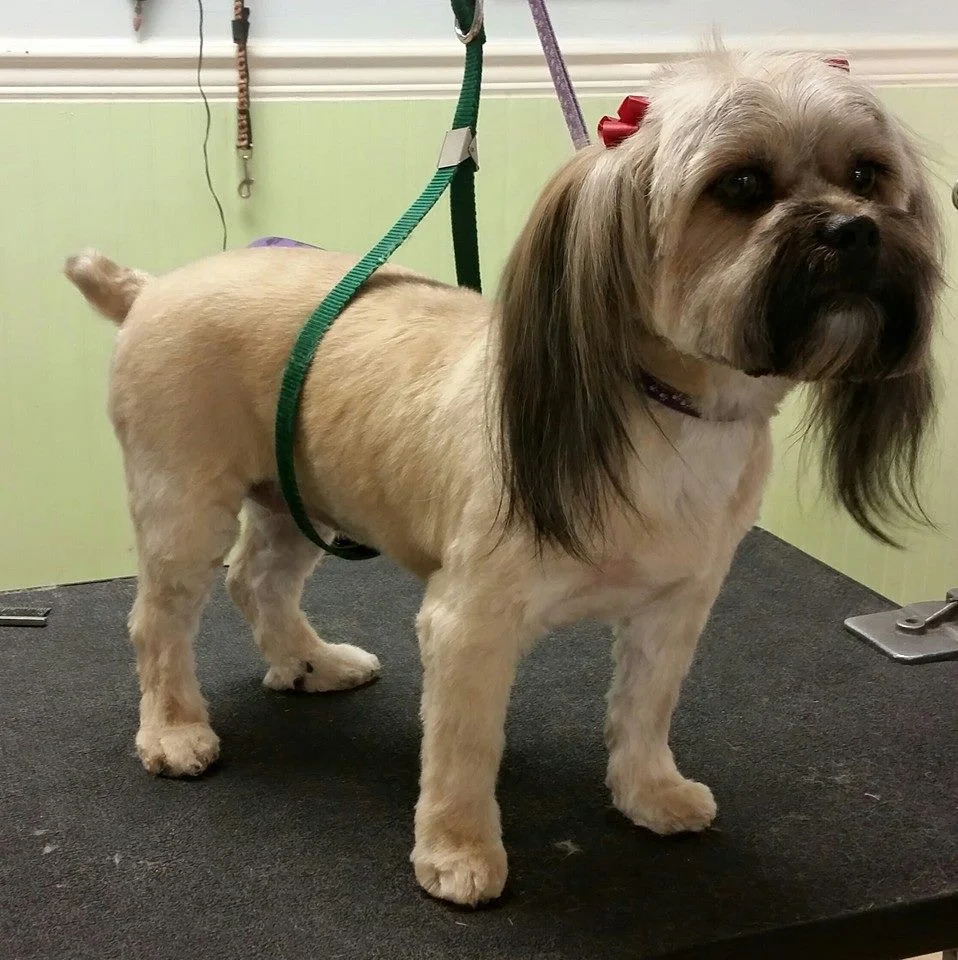 chloe - Shih/yorkie