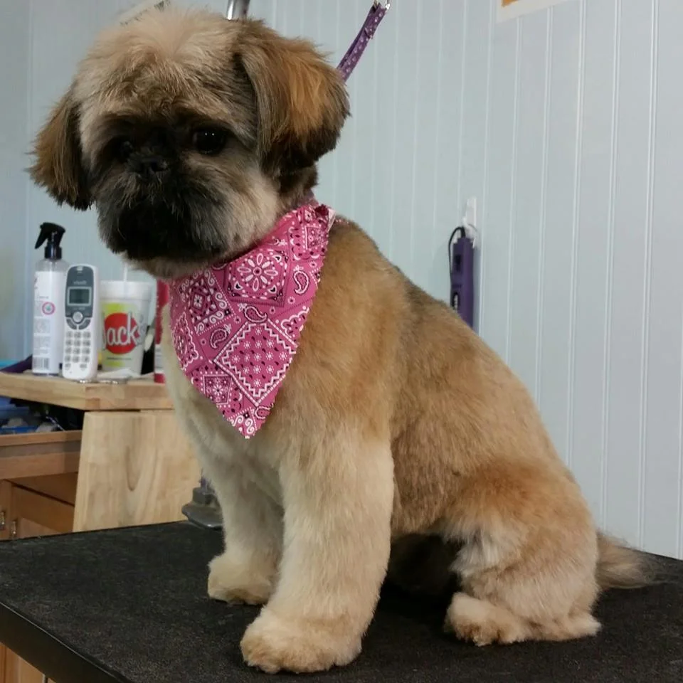 irish setter rutmaster 2.0