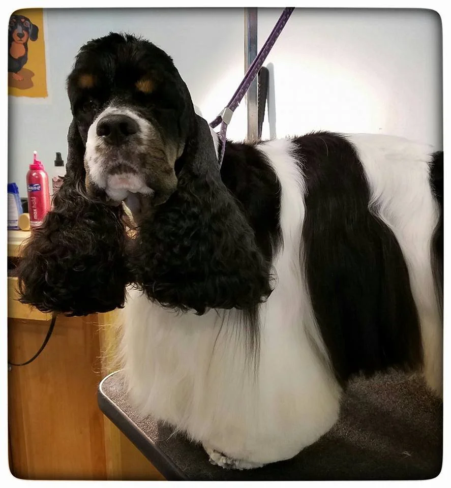 Bon Temps - cocker spaniel