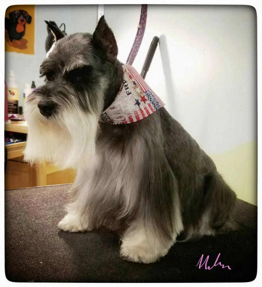 Libby - mini Schnauzer