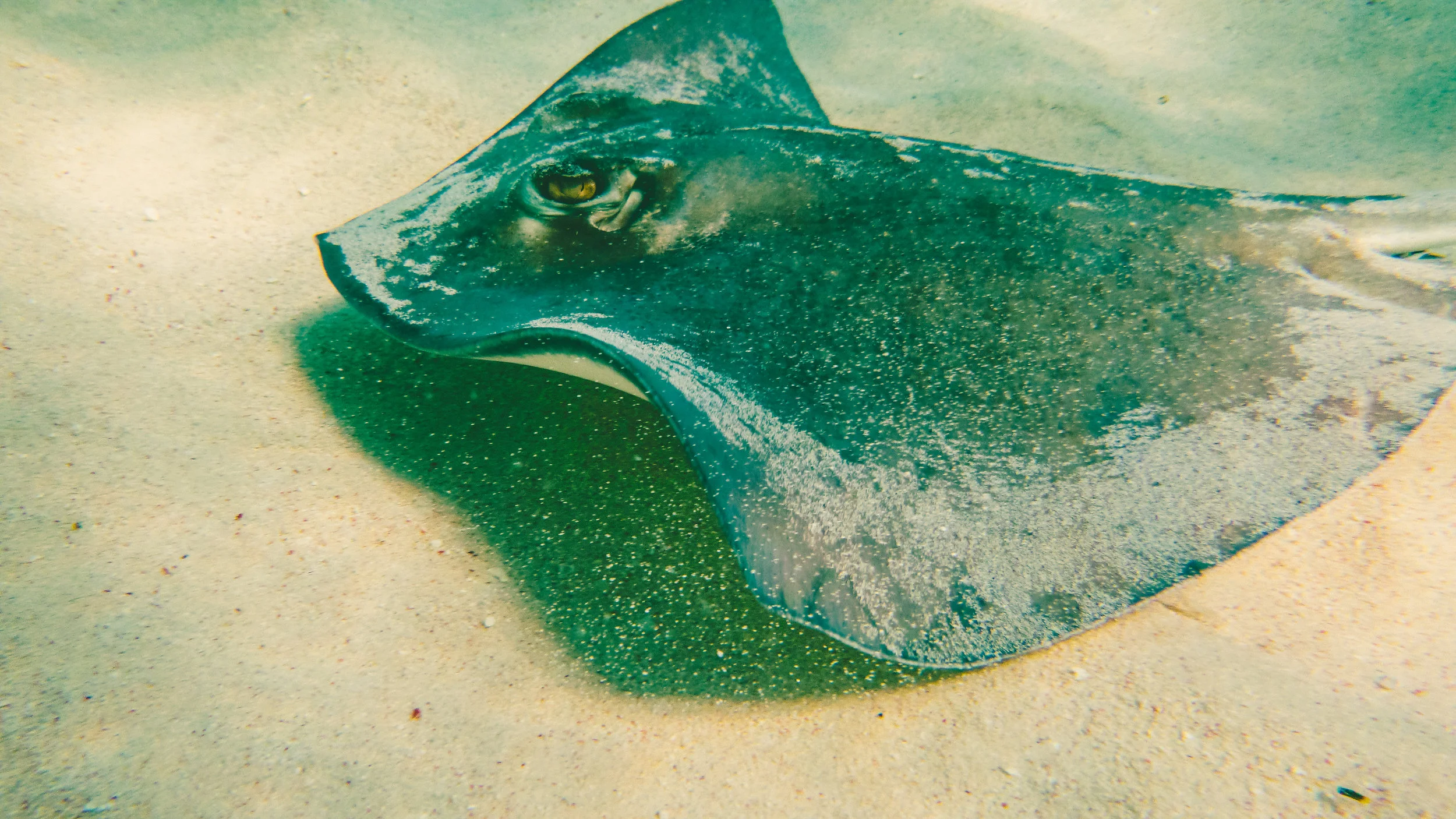underwater camera-26.jpg