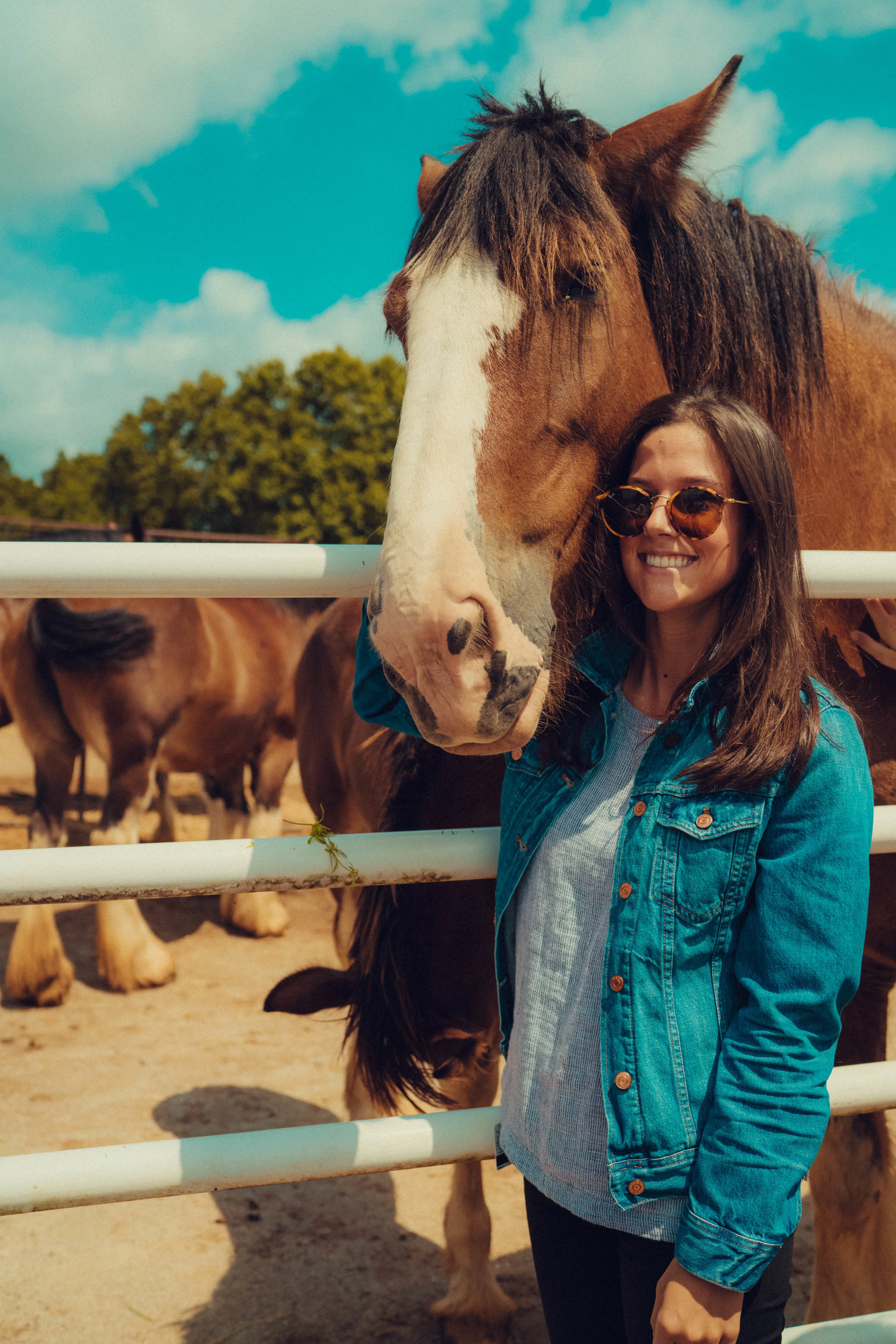 clydesdale farm-13.jpg