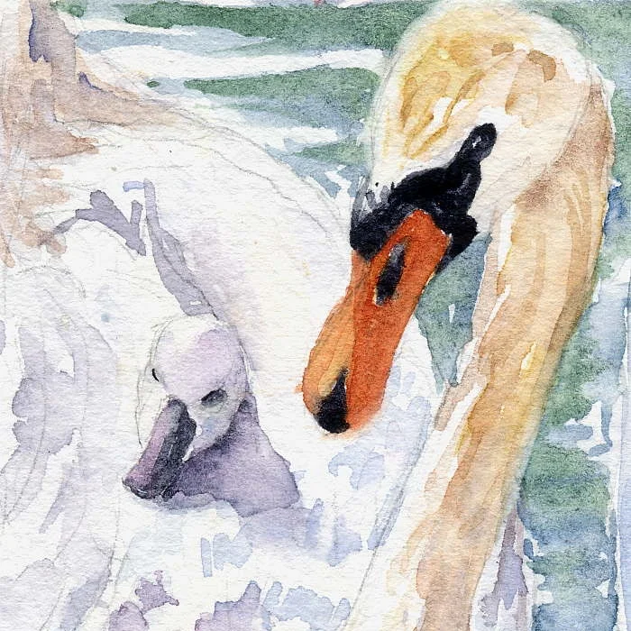 The Cygnet