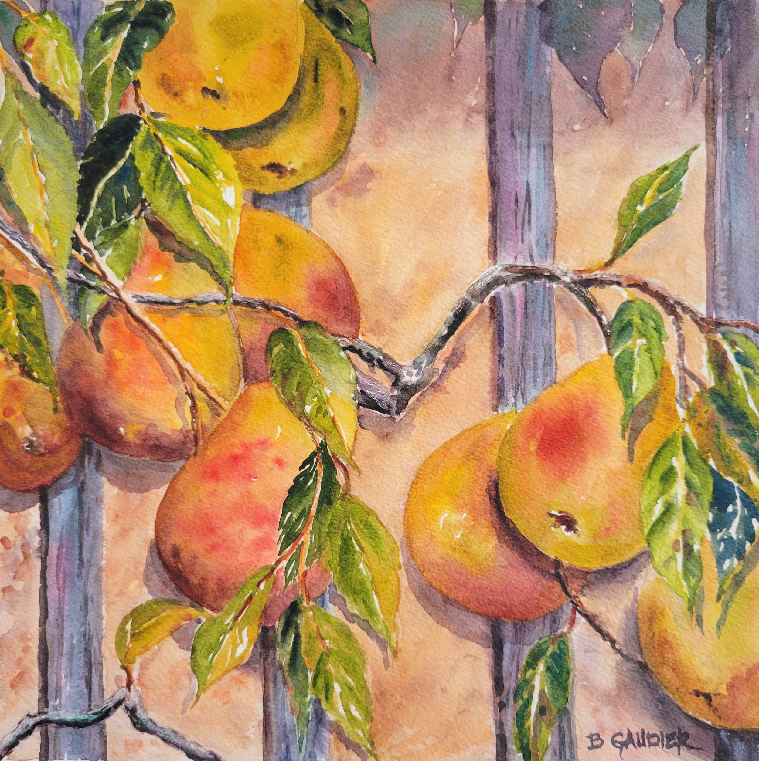 Pears Ripening in the Sun