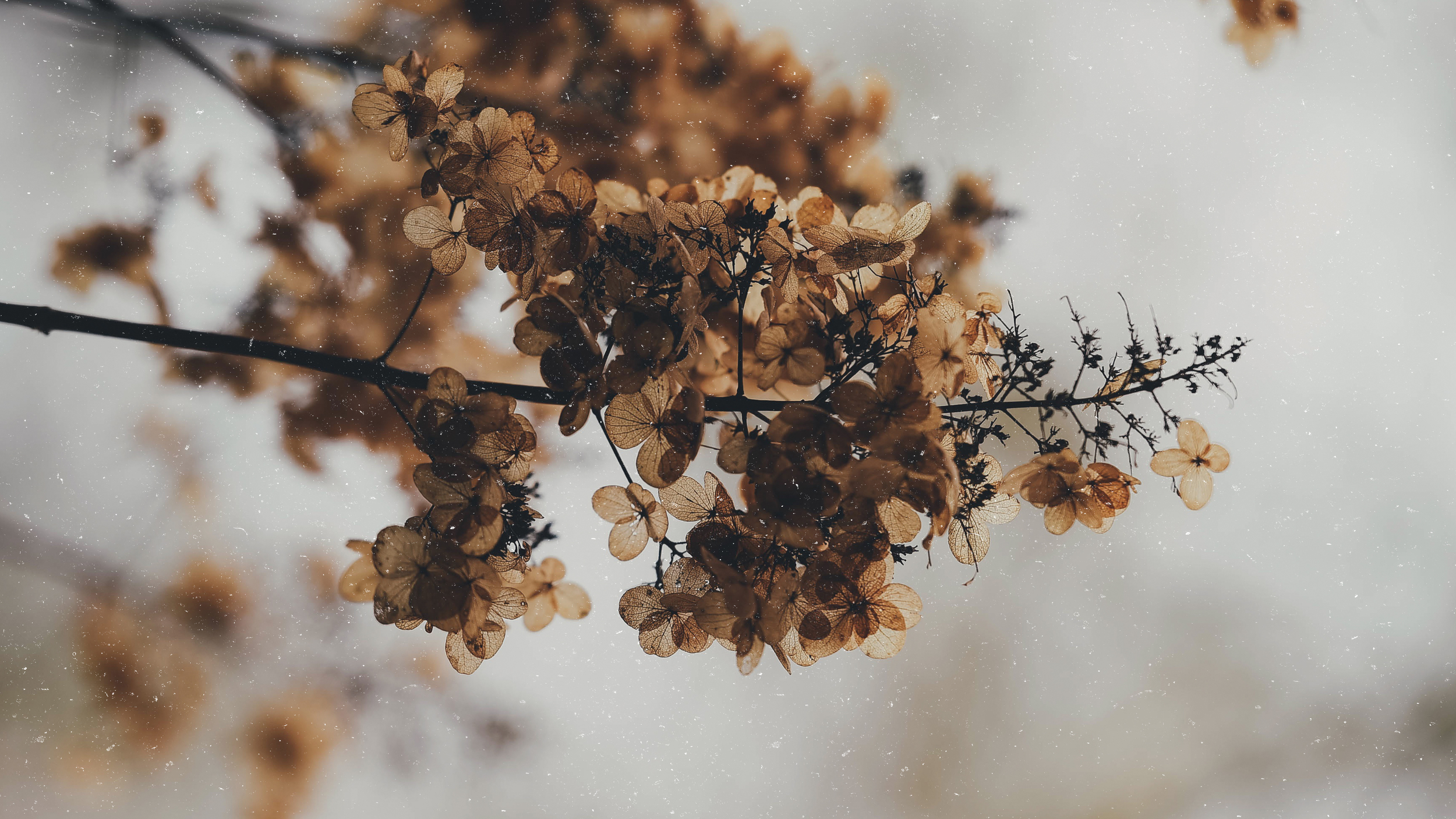 Everlasting_bg.jpg