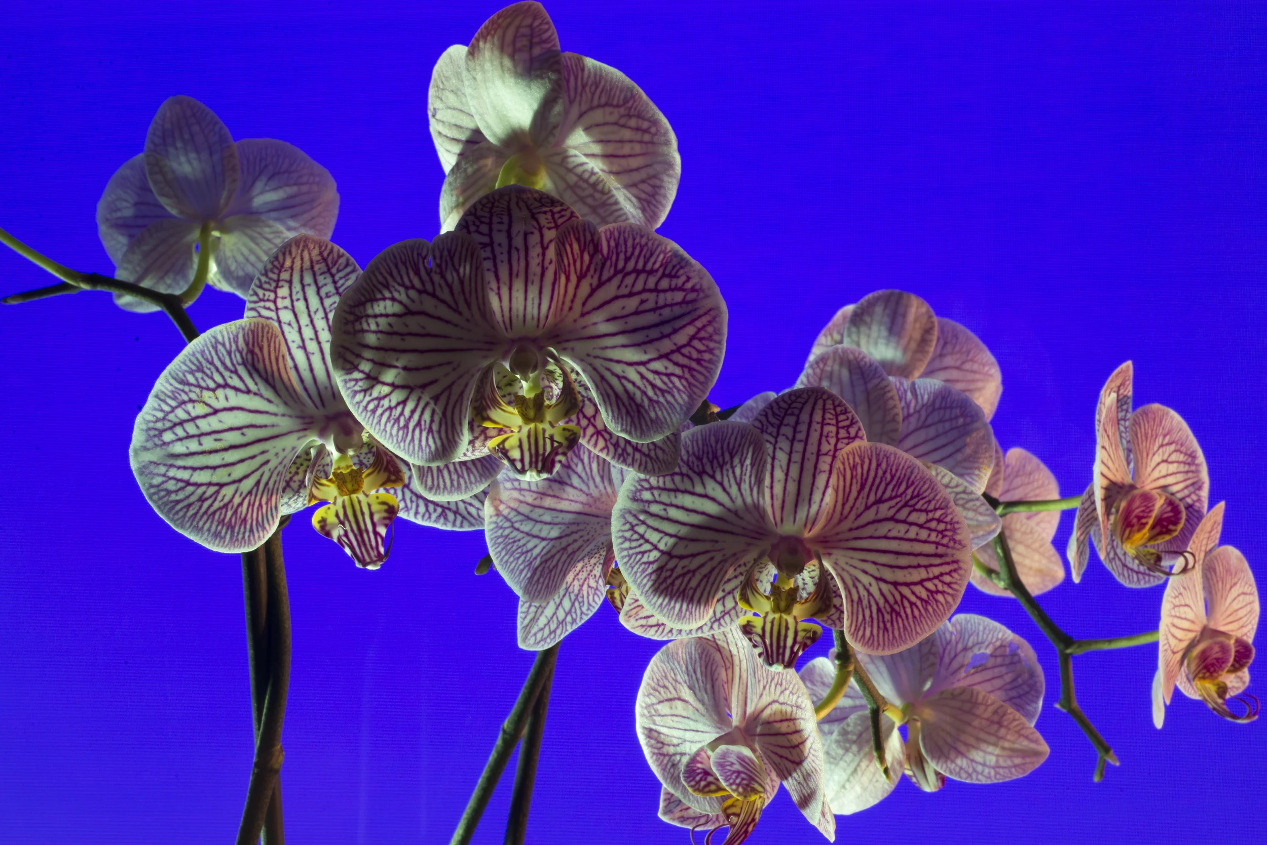 Manipulated Color 3.jpg