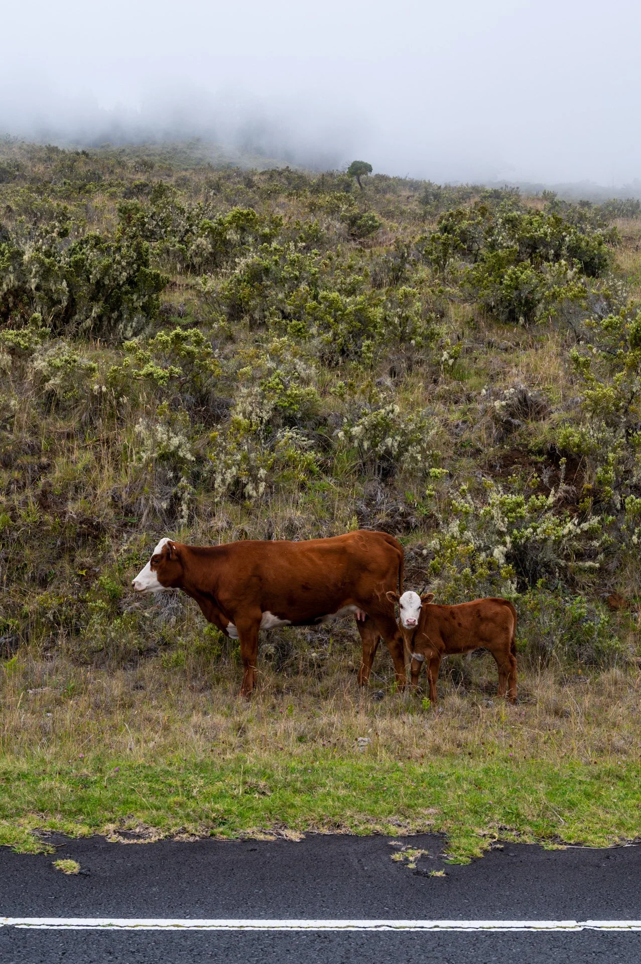 Haleakala