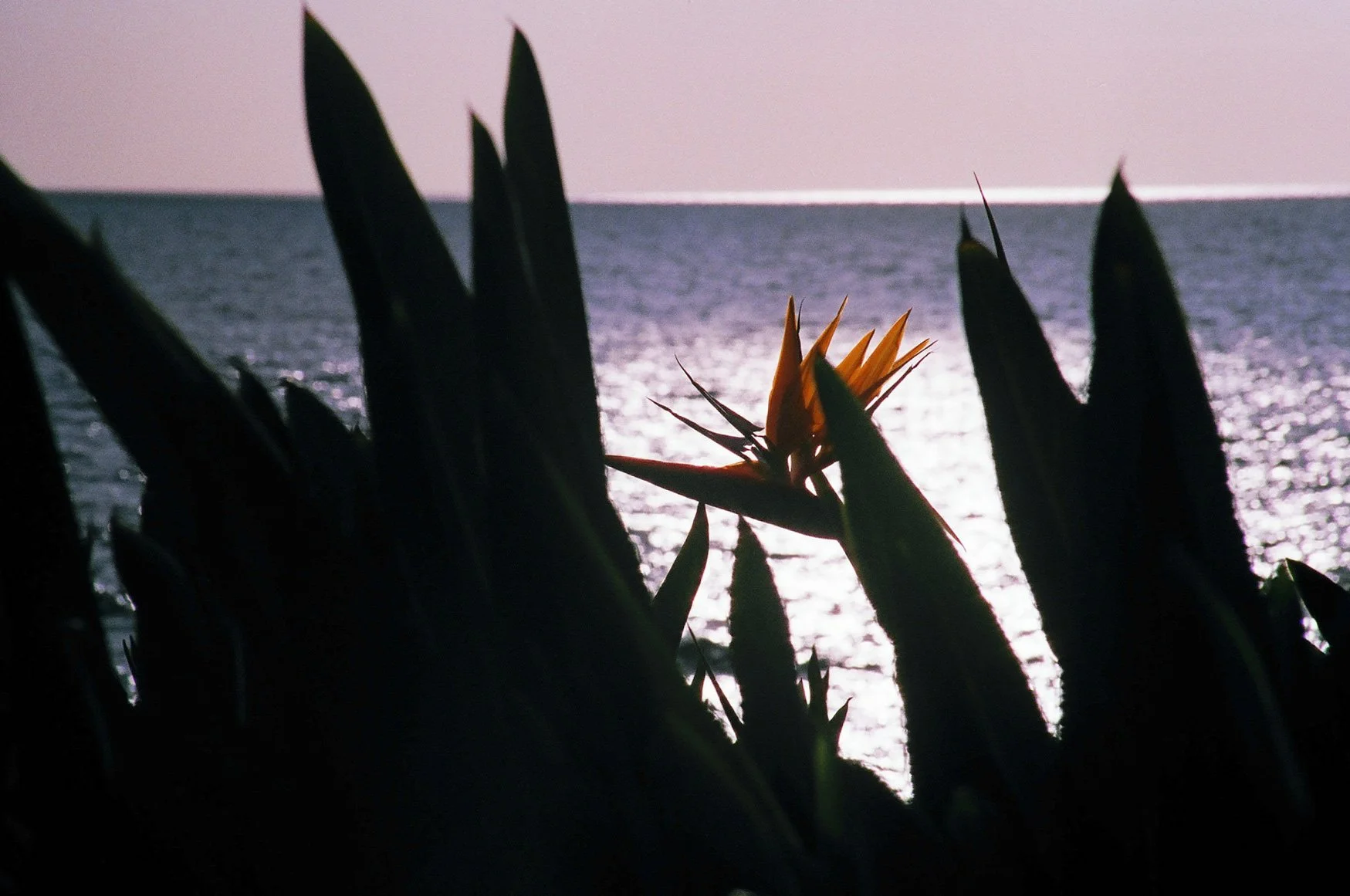 Bird of Paradise, Wailea | Film