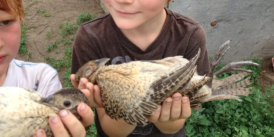 Kids "hypnotizing" the pheasants.