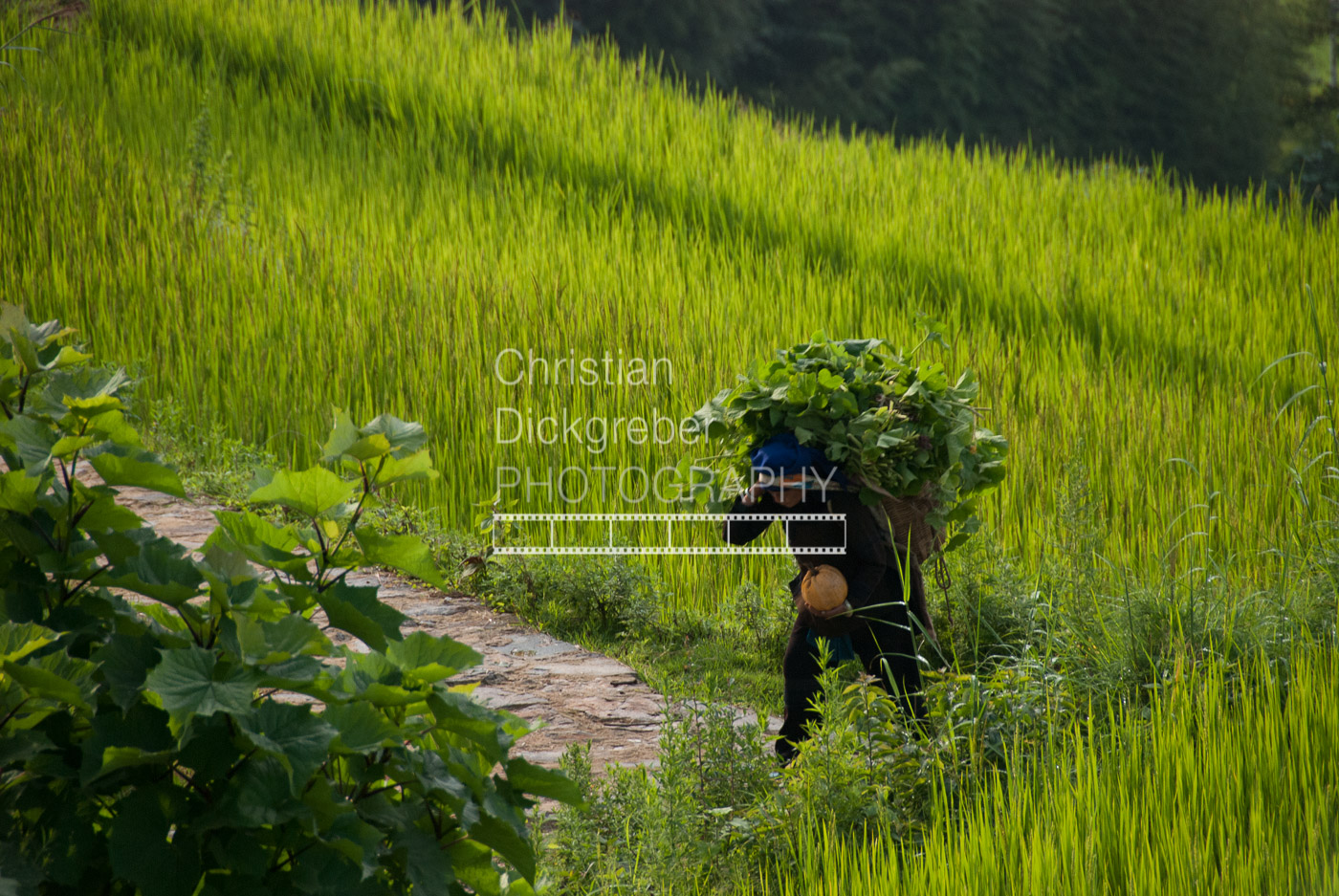 Rice Field in Yunnan