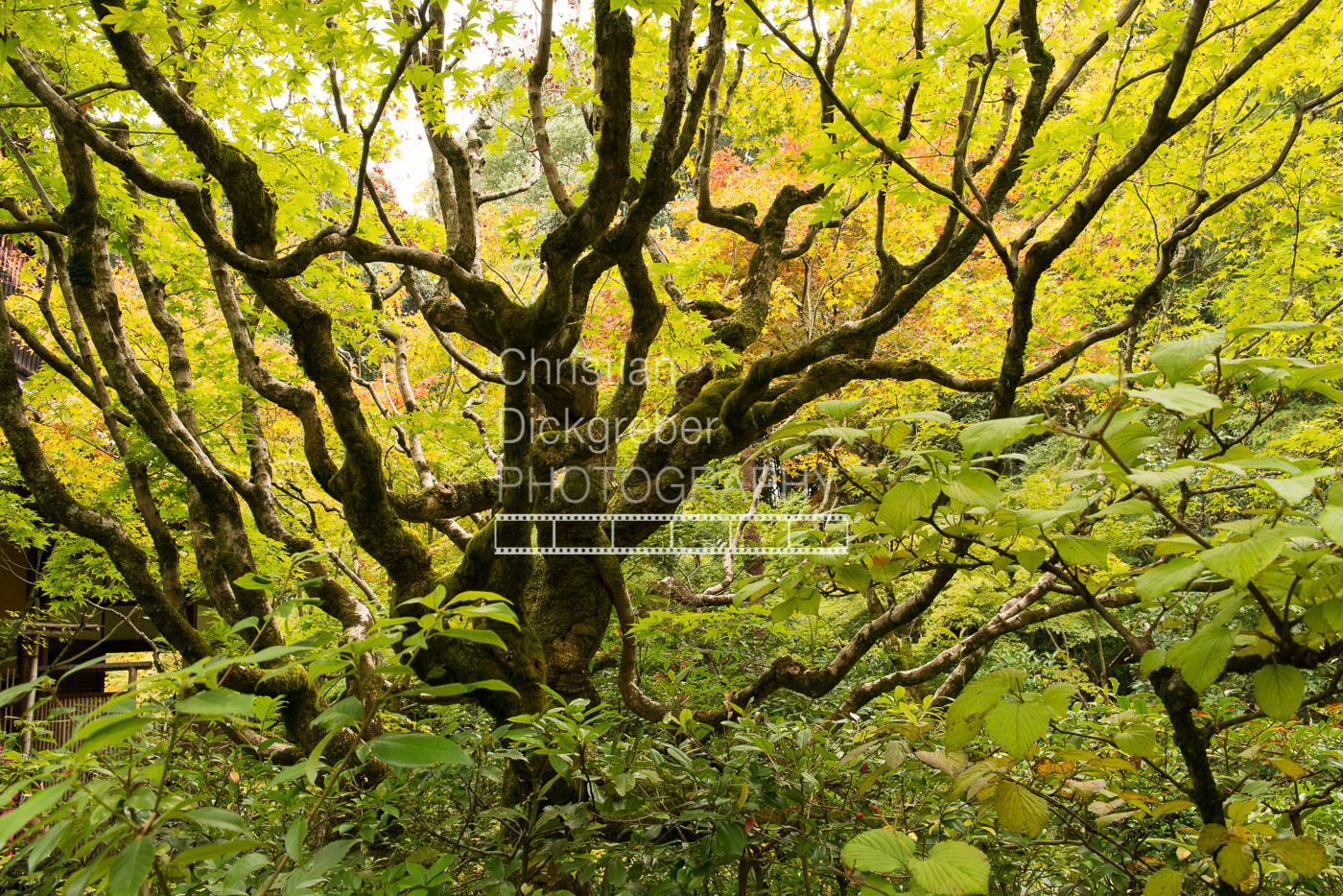 Tree I