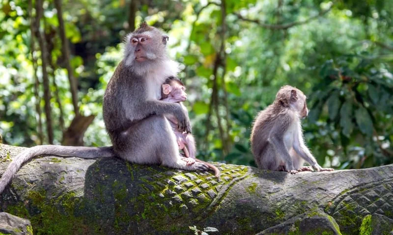 Ubud Monkey Forest.jpg