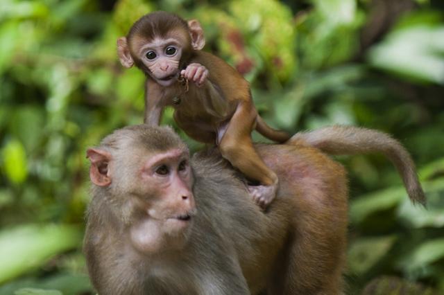 monkey forest .jpg