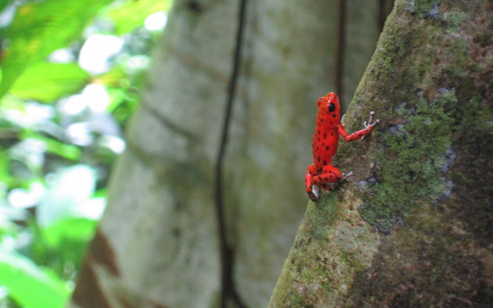 miscellaneous-redfrog-nature.jpg