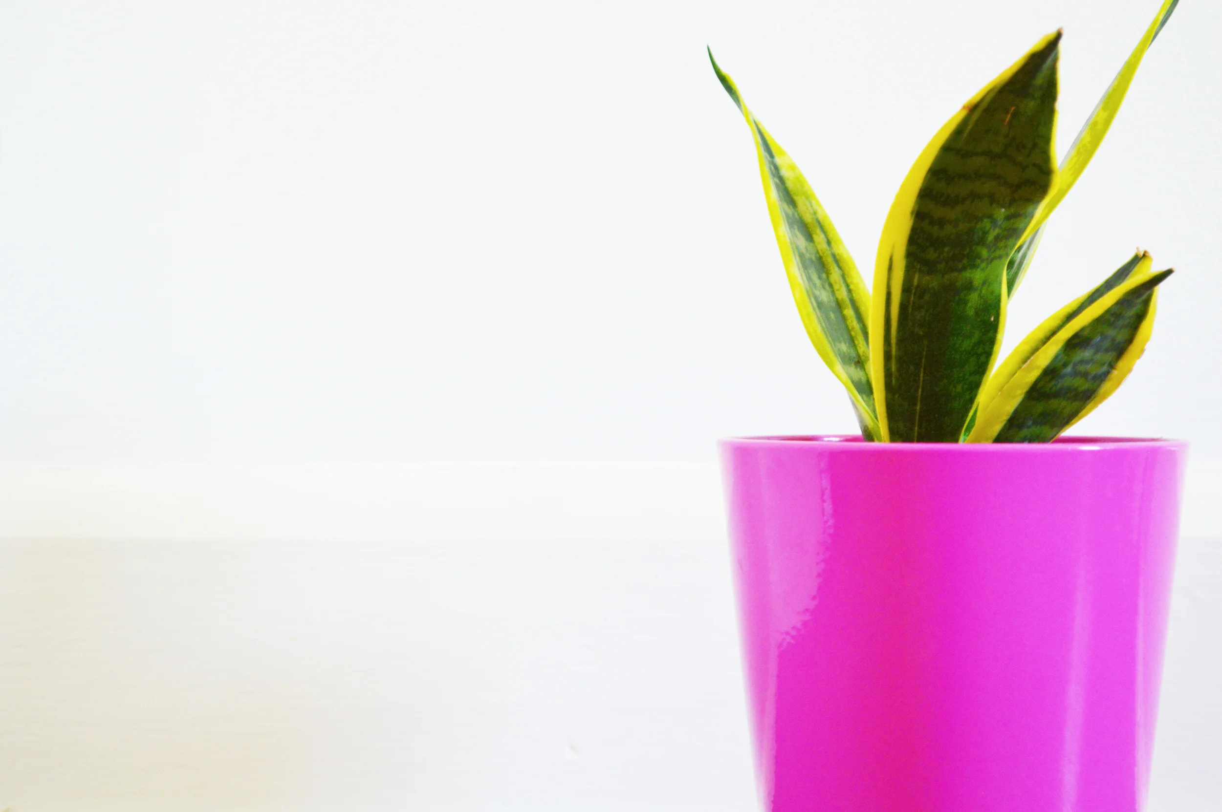 Mother in Law's Tongue Kiss