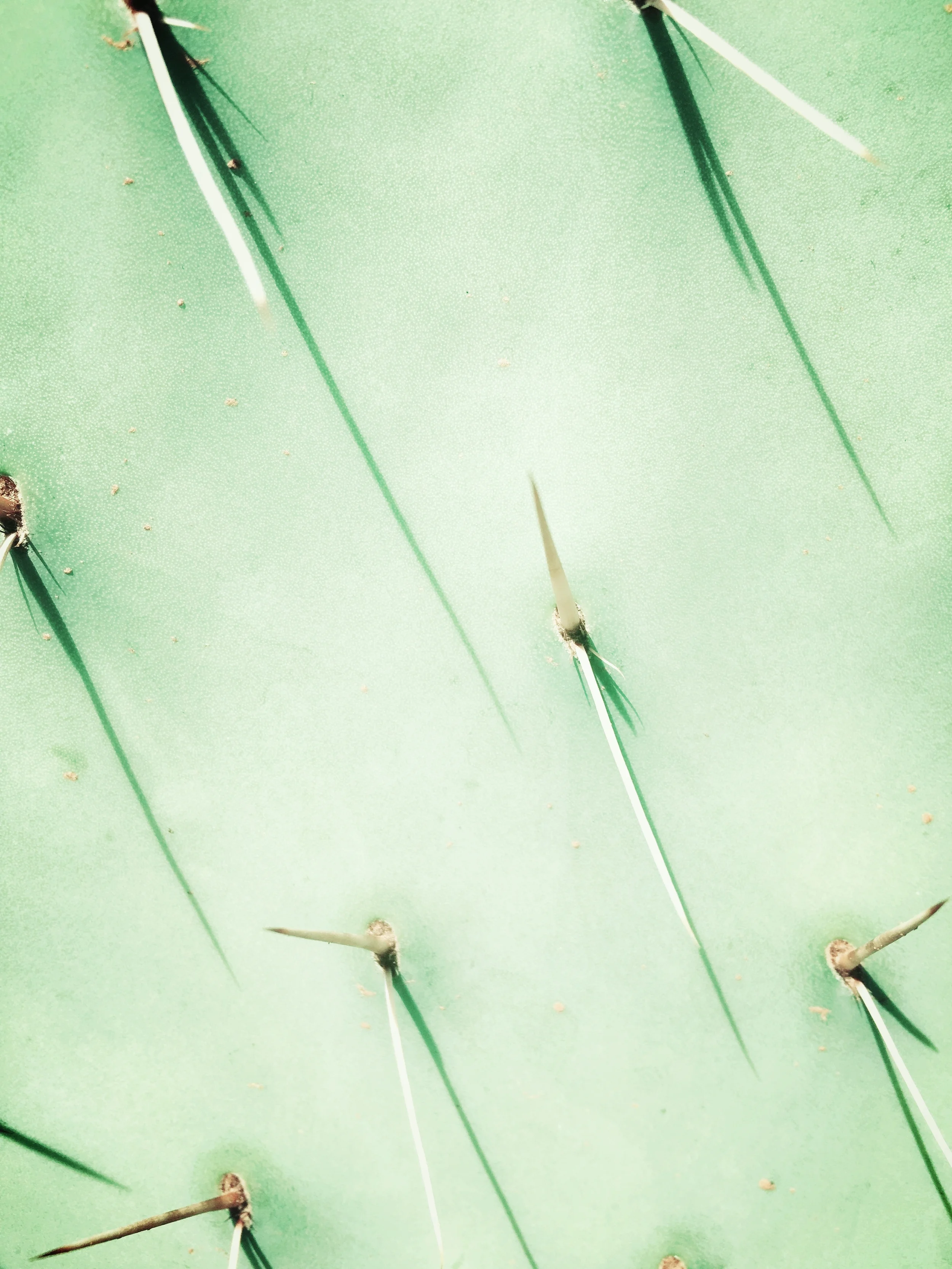 Where have all the cowboys gone