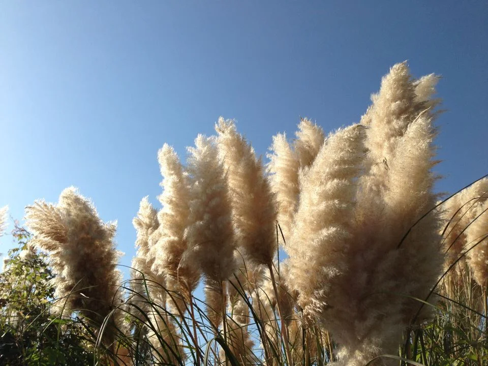 Miscanthus