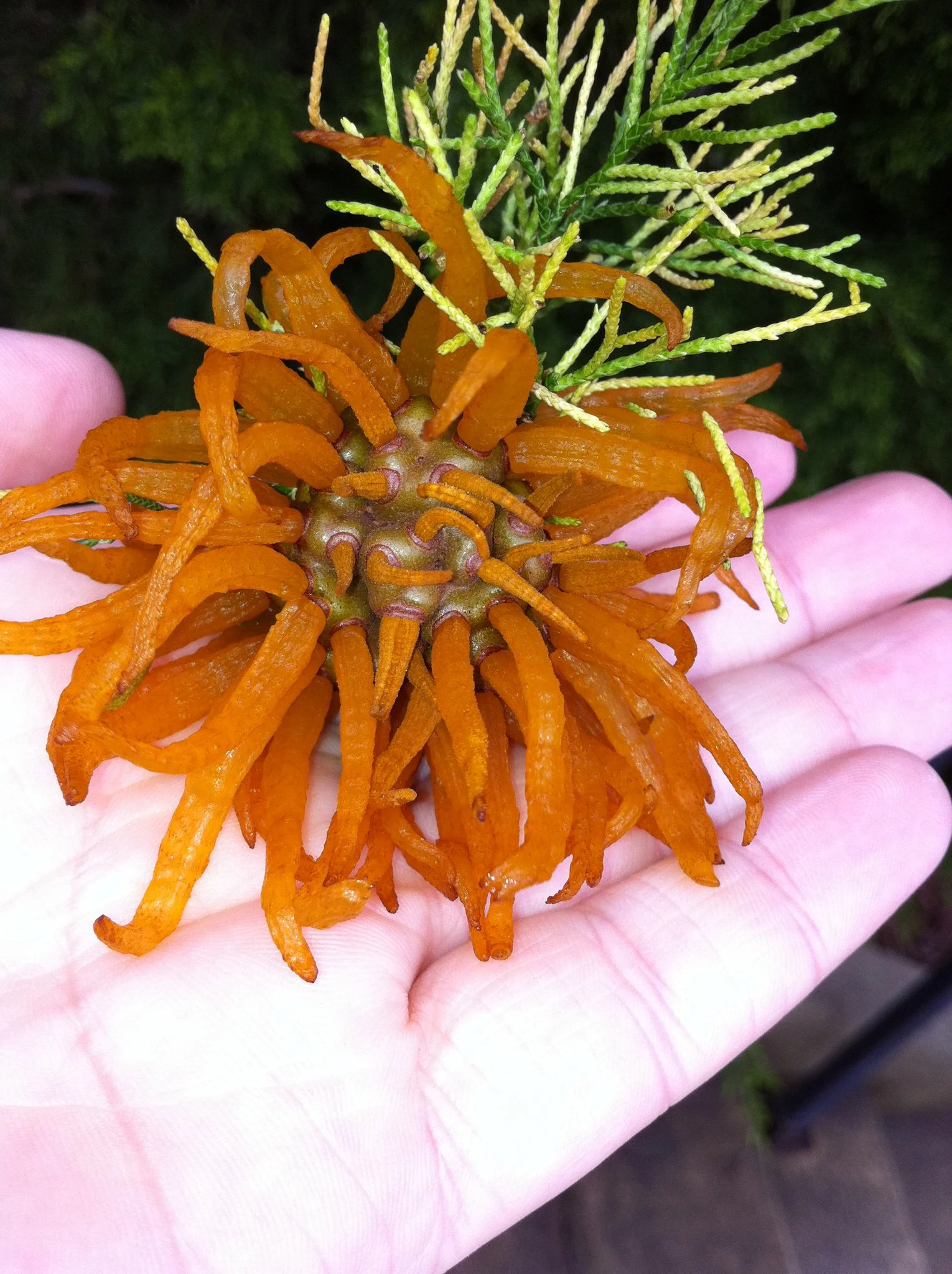 Cedar-Apple Gall Rust