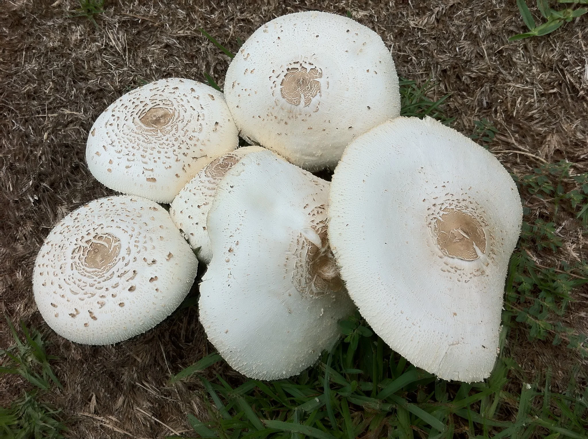 Lepiota spp.