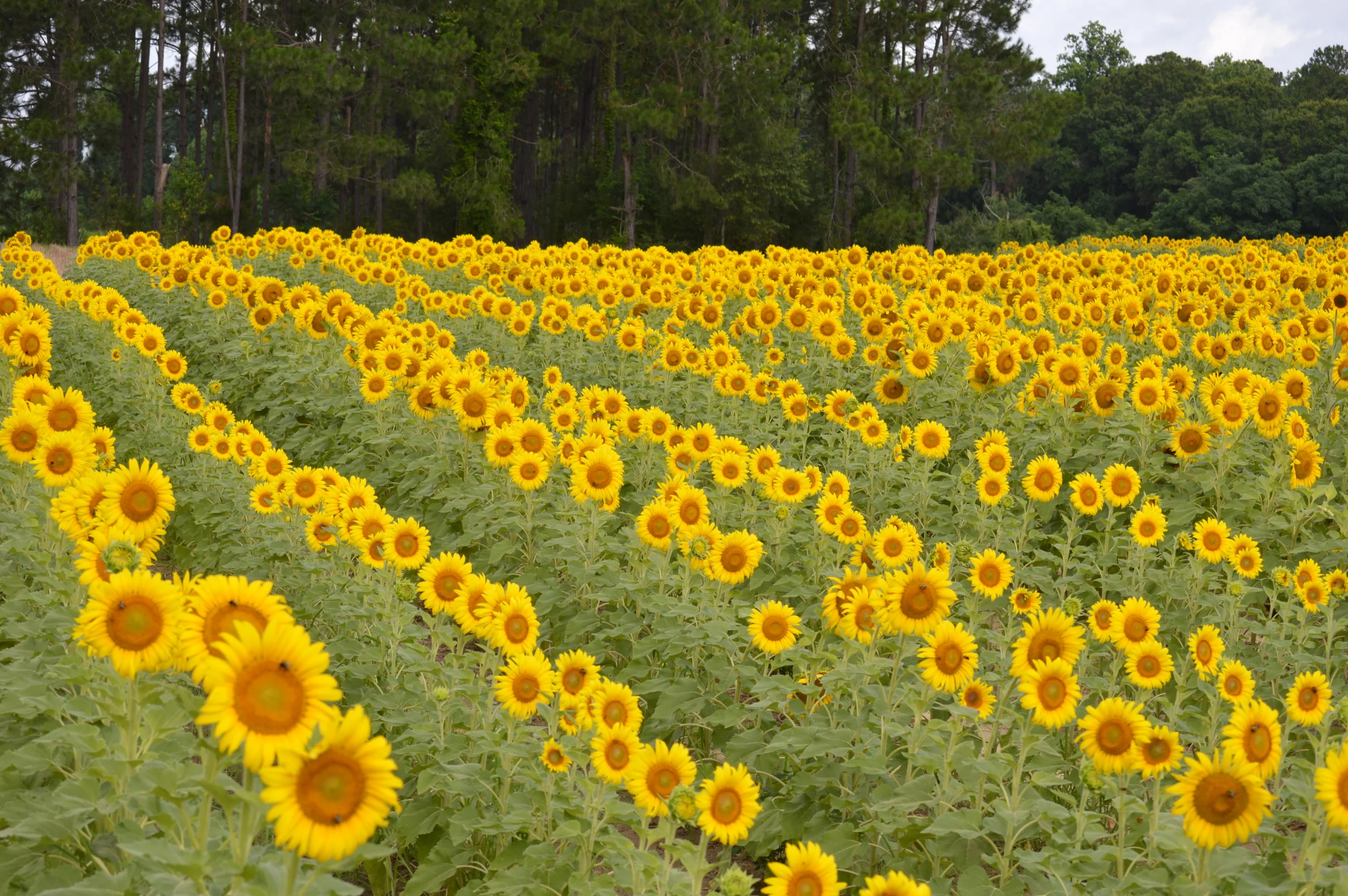 Sunflowers