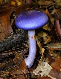 Blue Mushroom