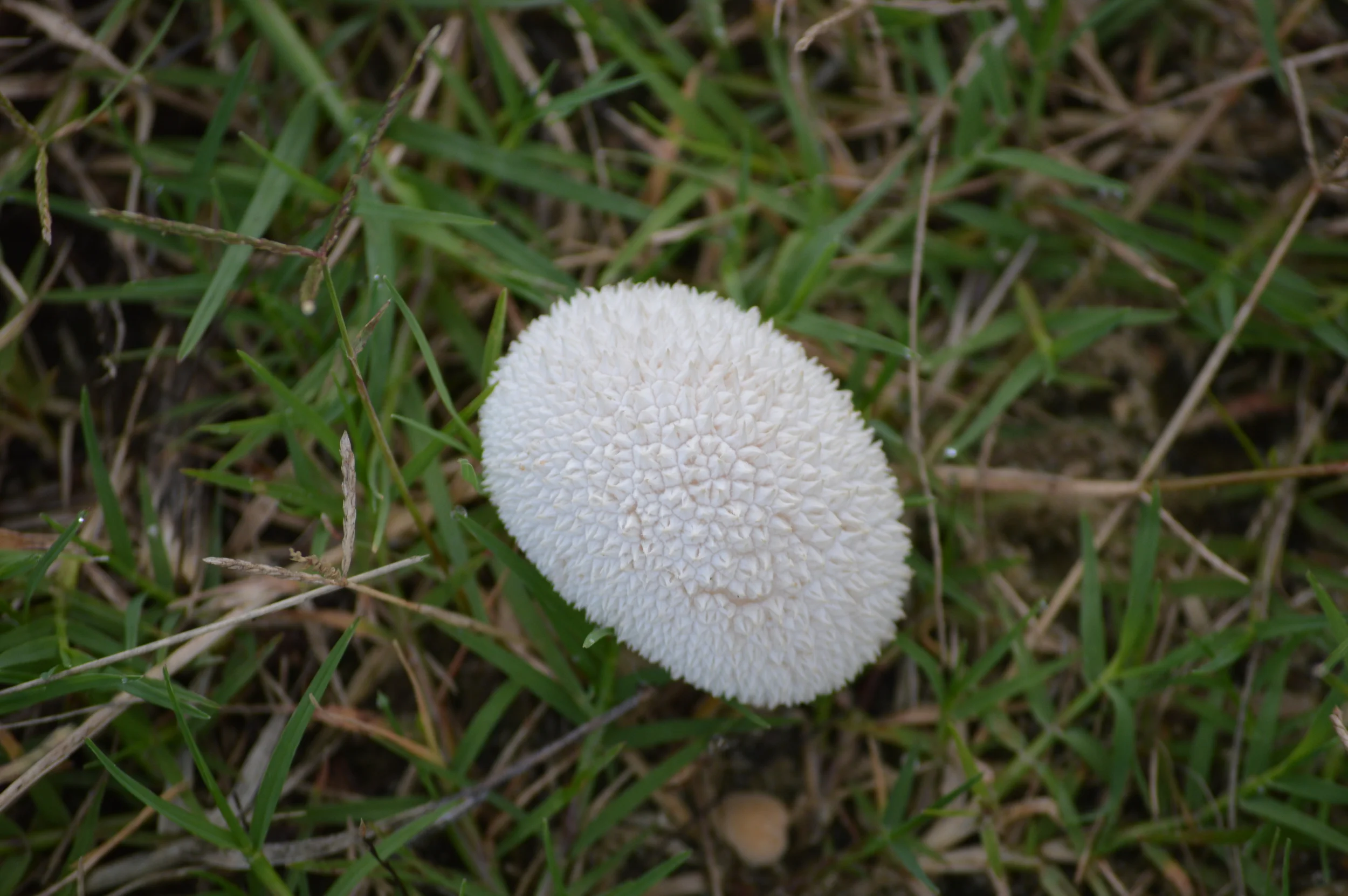 Puffball