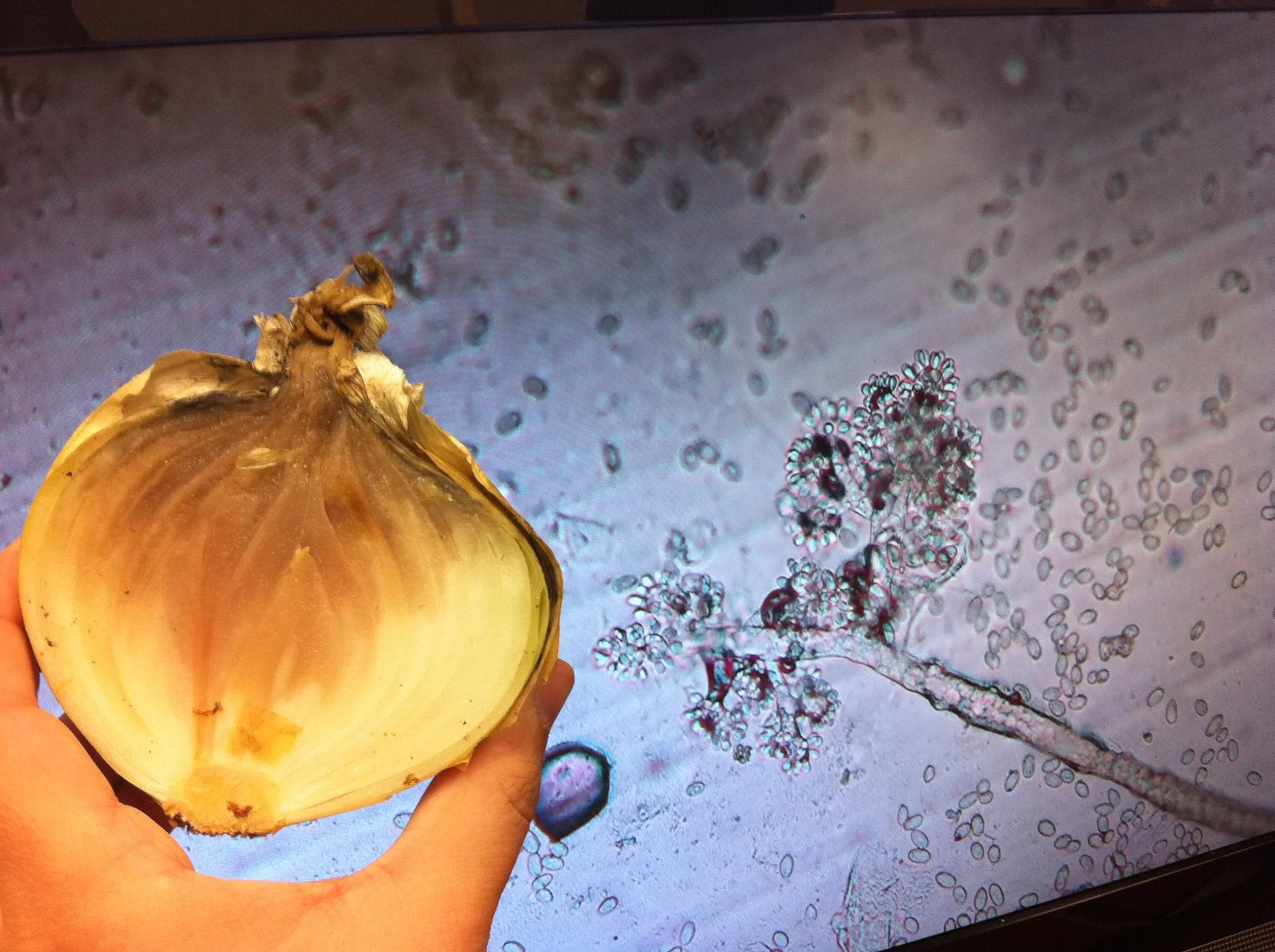 Botrytis on Onion