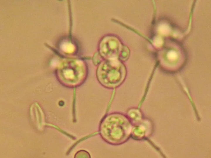 Entomosporium maculatum