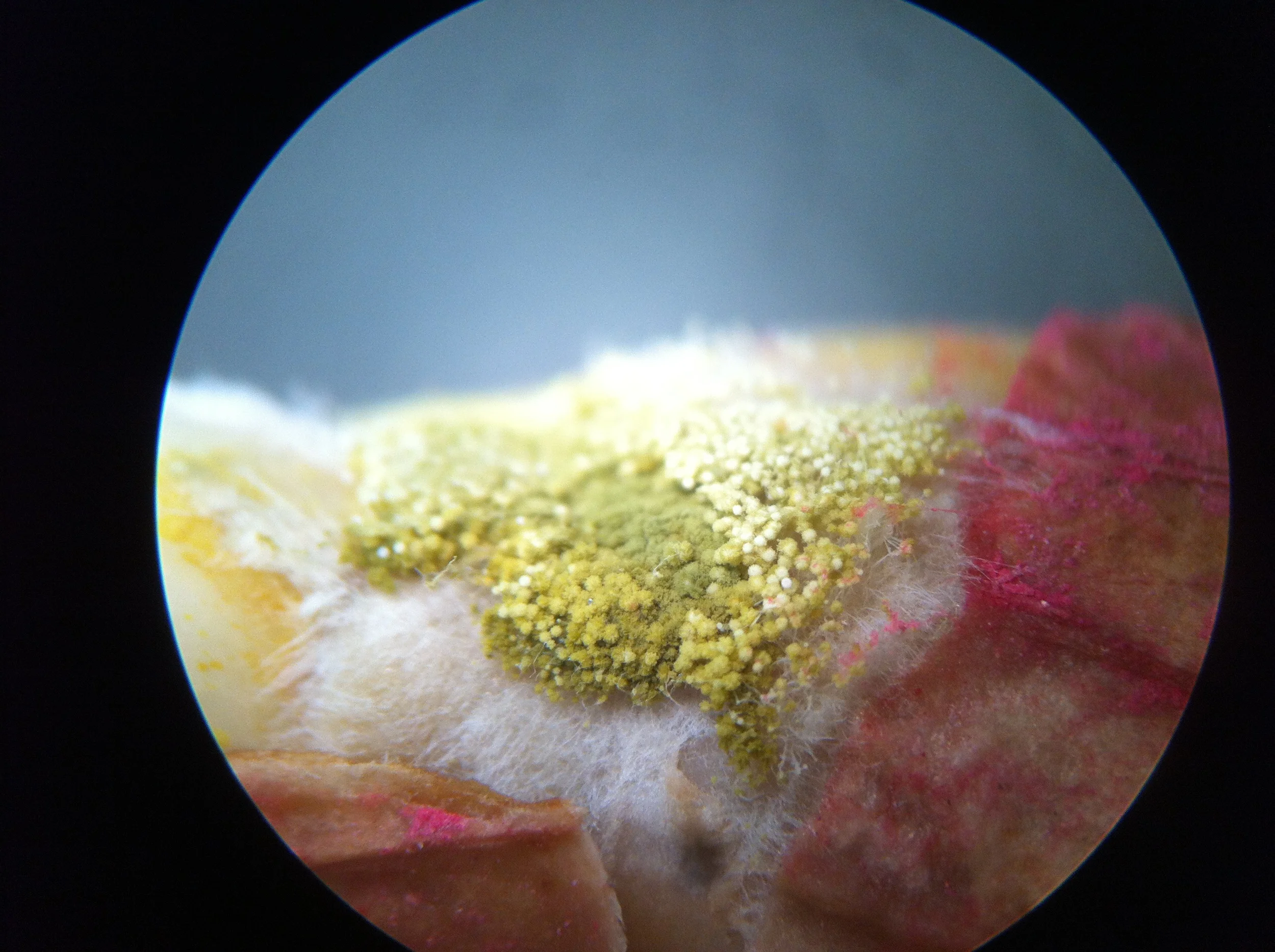 Aspergillus on Peanut